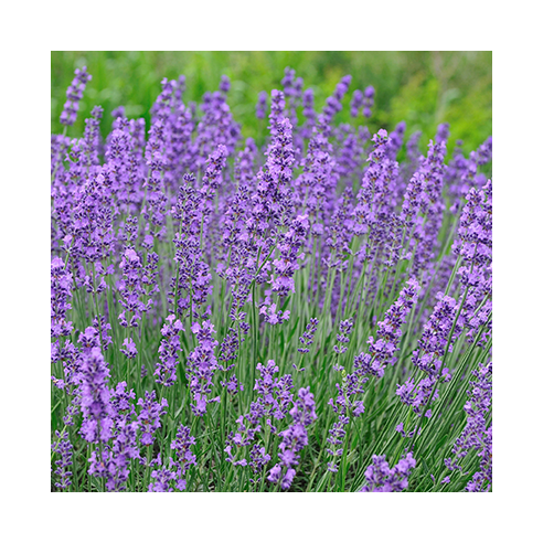 Lavendel 50 gr