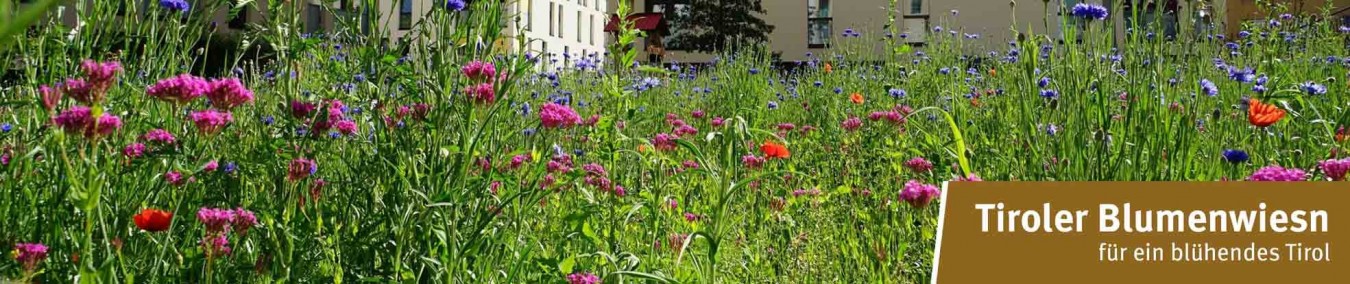 Tiroler Blumenwiesn - Wiesen für ein bunteres Tirol