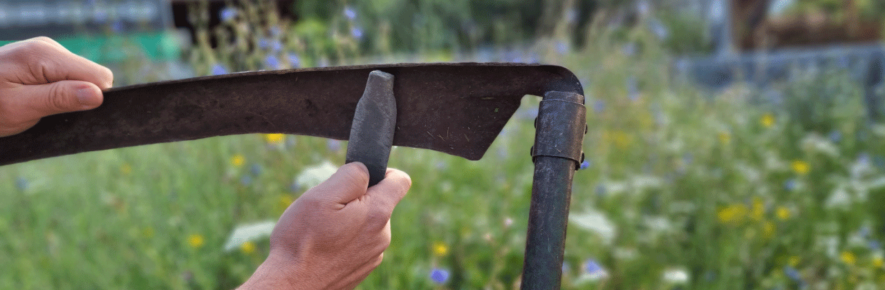 Wildbluemenwiese mähen mit der Sense