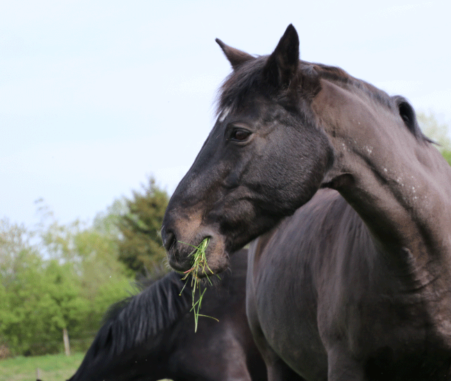 Pflege der Pferdeweide für gesunde Pferde