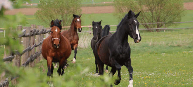 Glückliche Pferde beim Spielen auf der Weide