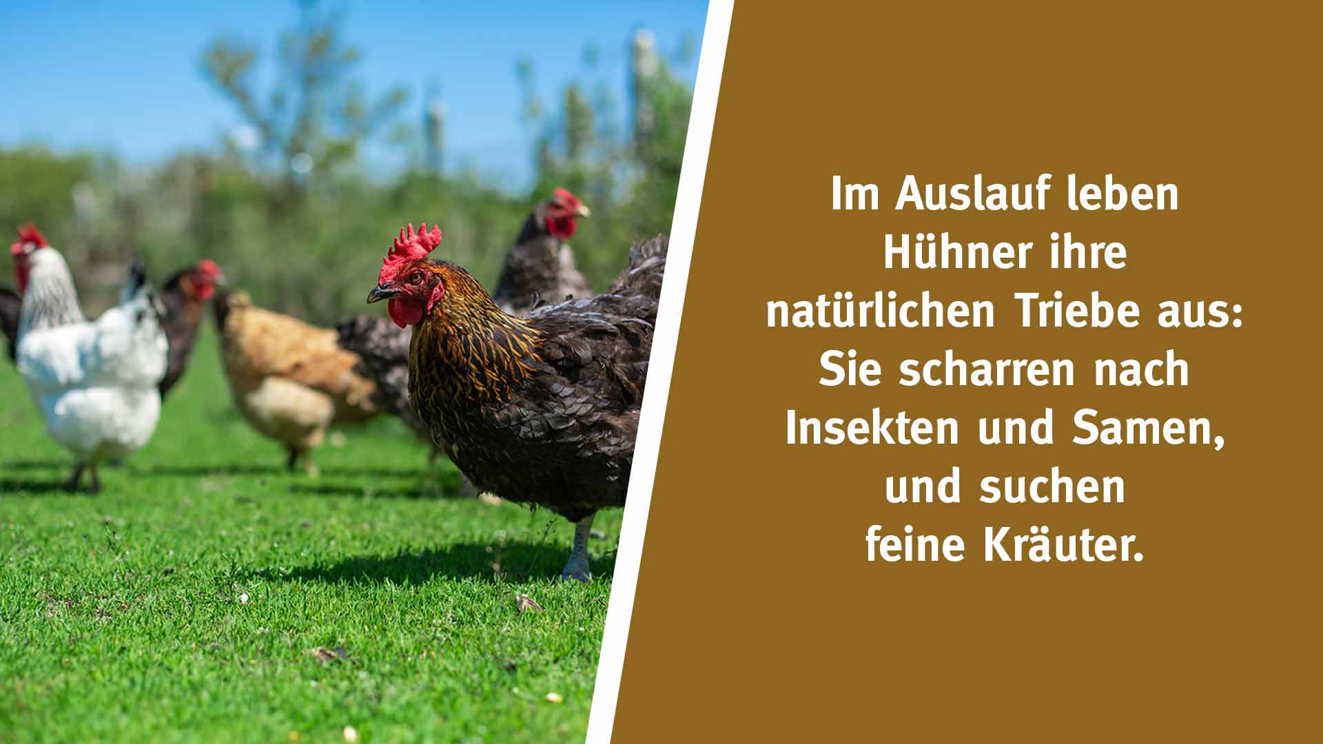 Im Auslauf leben Hühner ihre natürlichen Triebe aus: Sie scharren nach Insekten und Samen, und suchen feine Kräuter.