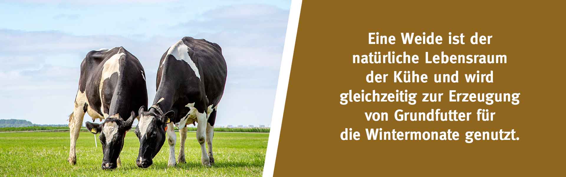 Eine Weide ist der natürliche Lebensraum der Kühe und wird gleichzeitig zur Erzeugung von Grundfutter für die Wintermonate genutzt.