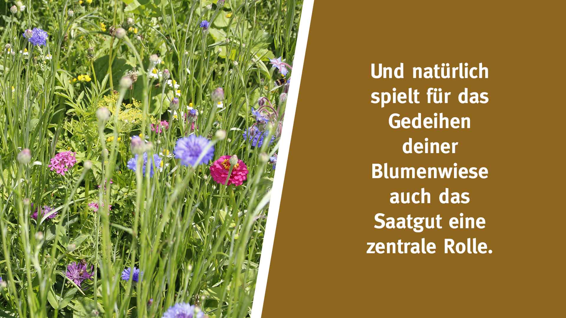 Und natürlich spielt für das Gedeihen deiner Blumenwiese auch das Saatgut eine zentrale Rolle.