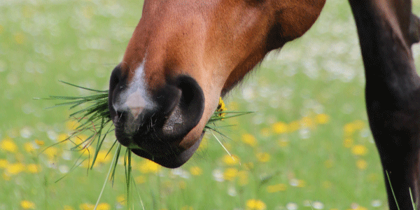 Mehr Kraft und weniger Zucker für deine Pferdeweide: Tipps für eine gesunde und schmackhafte Weide